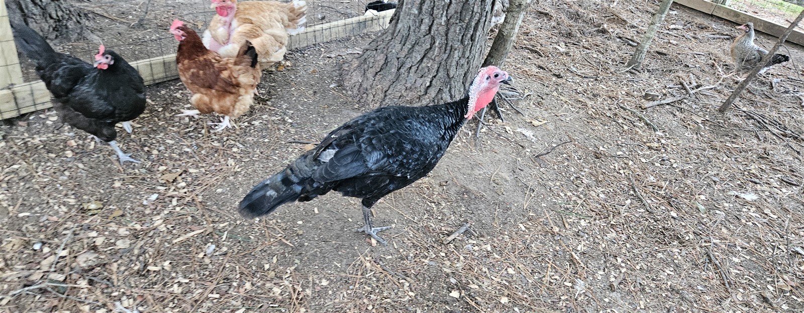 A turkey sharing the yard with the flock