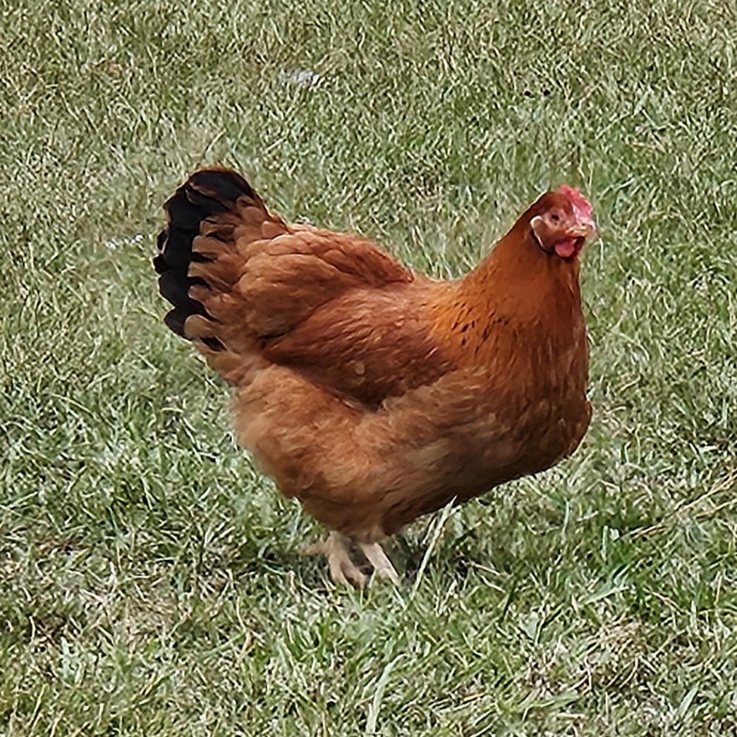 A chestnut-colored hen in the grass