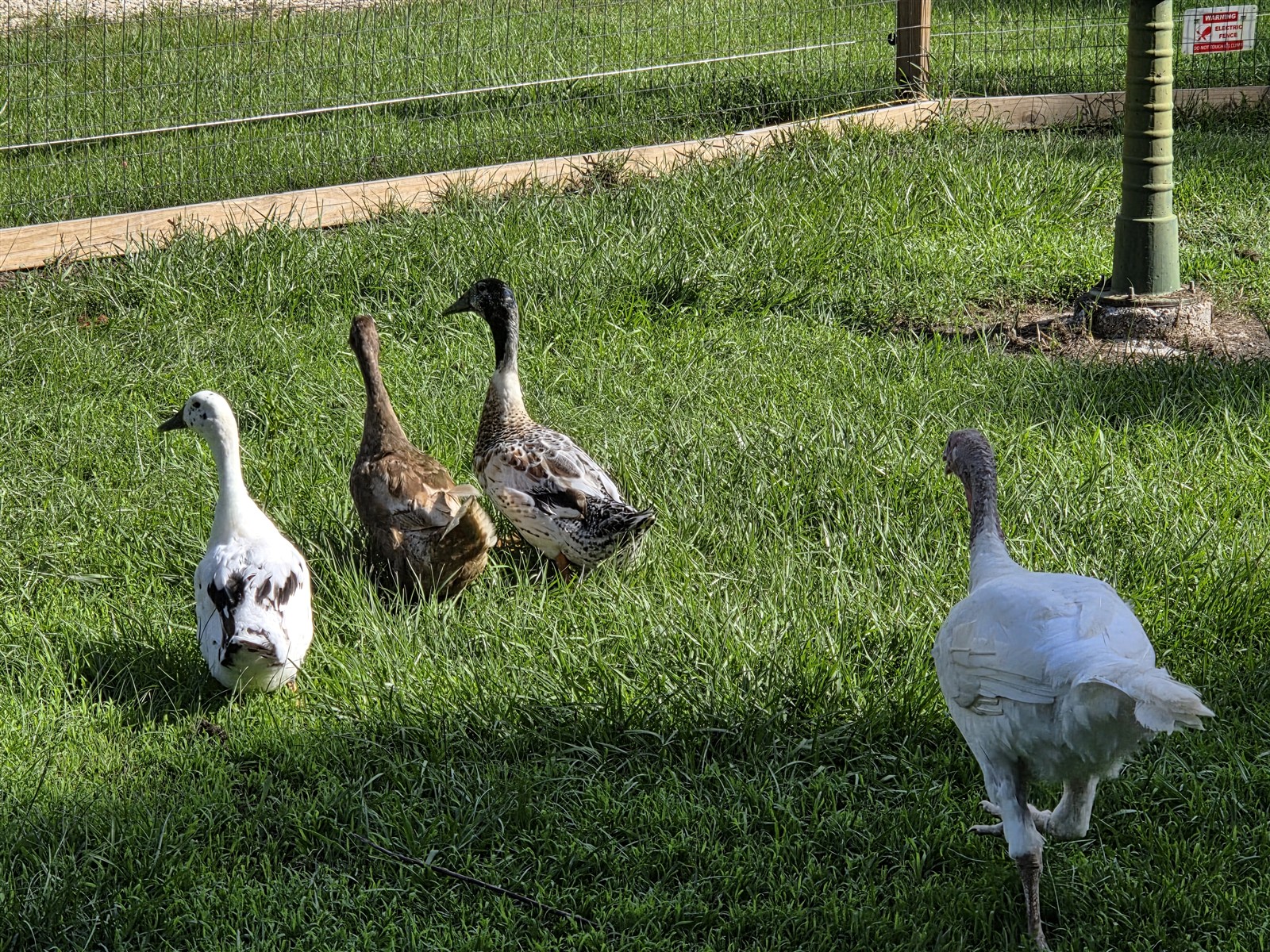Ducks walking across the green lawn